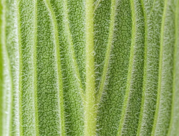 Mullein
